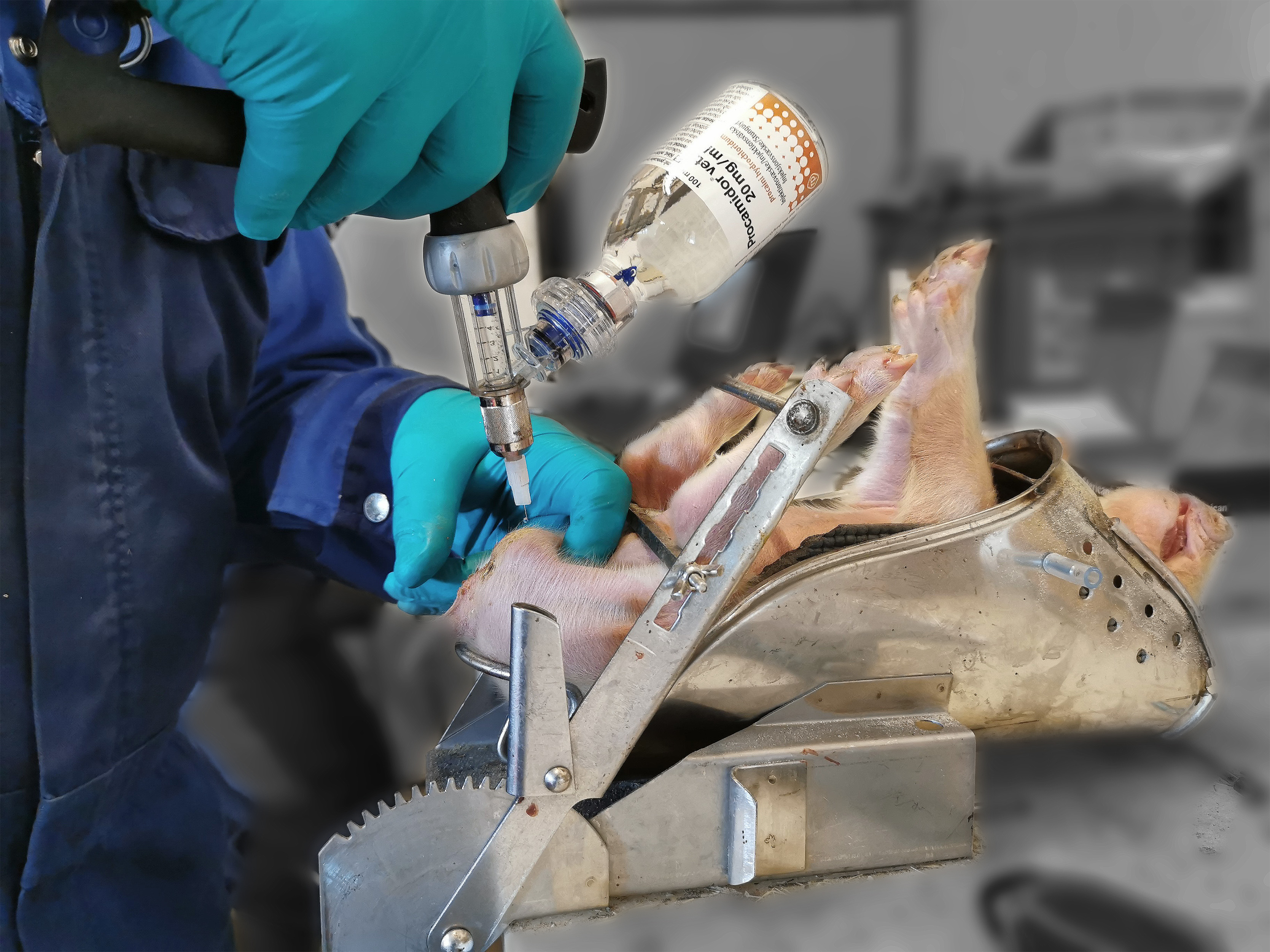 Photography of a piglet in the castration bench
